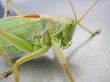Locust