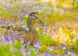 Female mallard