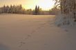 hare`s traces
