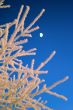 white blue