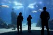 people in oceanarium