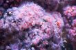 sea pink flowers