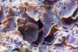 sea flora
