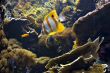 clownfish