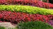 Rows of Plants