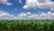  field of green maize