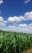 green maize