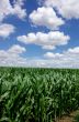 field of green maize