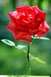 Red Rose