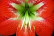 red flower detail