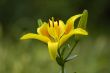 yellow flower