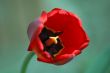 red tulip detail