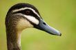 duck head detail