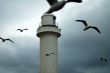 lighthouse seabirds