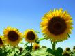 Field of sunflower