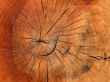 wooden trunk