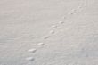 prints on snow