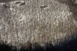 graphic art of winter forest