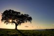 Oak tree by a lake