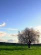 Almond tree