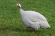 African Guinea Fowl