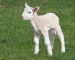 Lamb Standing