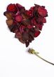 Withered Love