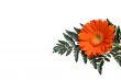 Flowers 2