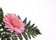 Flowers 3