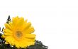 Flowers 6