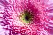 Flowers 7