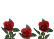 Rose Background