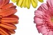 Three Flower Background 2