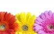 Three Flowers Background 3