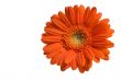 Orange Flower Isolated