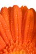 Orange Flower Macro