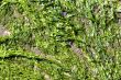 Seaweed background