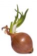 Emerging Onion
