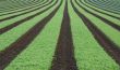 Rows of young vegetables