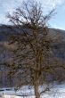 old tree
