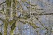 branches covered with moss