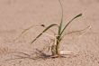 grass , sand and ladybug