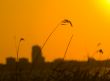 urban sunset