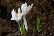 spring flower
