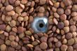 eye and lentil