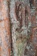 face of tree