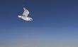 sea-gull