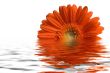 Flower in water