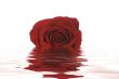 Rose in Water