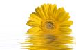Yellow Flower in Water